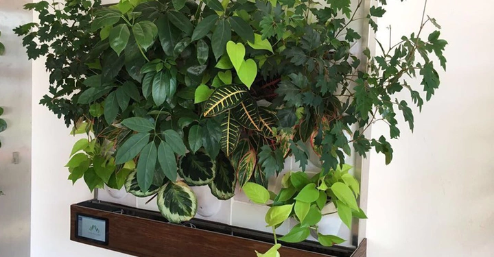 Pflanzen hängen und wachsen aus einer rechteckigen Holzbox an einer Wand, umgeben von weißen Flächen.