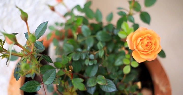 Eine schöne orangefarbene Rose die in einen großen Terracottatopf gepflanzt wurde.