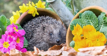 Ein Igel sitzt zwischen umgefallenen Blumentöpfen umgeben von rosa und gelben Blüten sowie grünen Blättern im Garten inmitten von Herbstblättern.