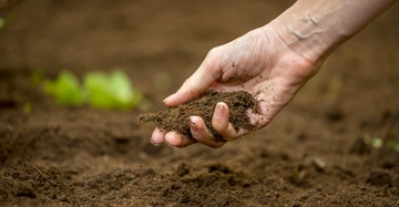 Eine Hand hält lockere Erde oder Kompost im Freien während einer Pflanzungssitzung im Gartenumfeld. Hintergrund zeigt unscharfe Erde und grüne Pflanzenteile.