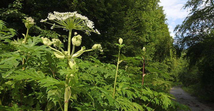 Große, blühende Pflanze mit weißen Blüten wächst am Rande eines bewaldeten Weges umgeben von dichtem grünen Laub und Bäumen.