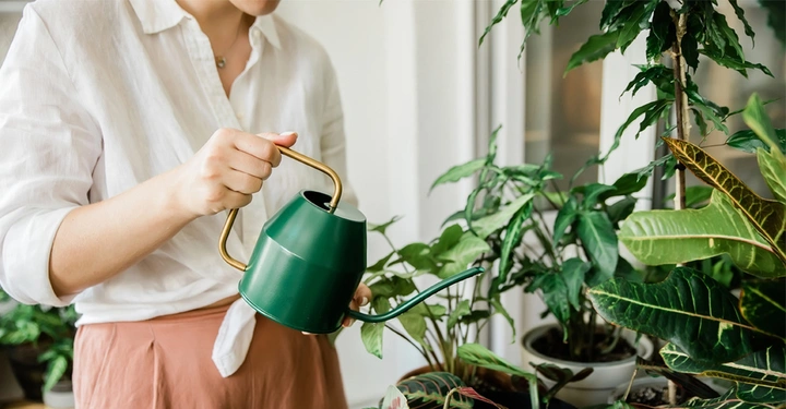 Frau mit weißer Bluse udn altrosa Stoffhose gießt wunderschöne Zimmerpflanzen mit grüner, elegant wirkender Gießkanne. 