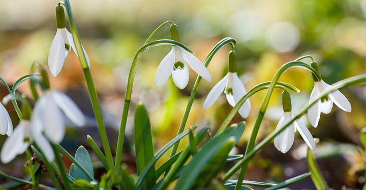 Weiße Schneeglöckchen sprießen an einem kalten Tag aus der Erde.