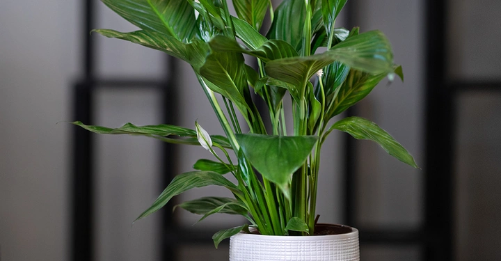 Einblatt mit ganz kleinen weißen Knospen in weißem Übertopf