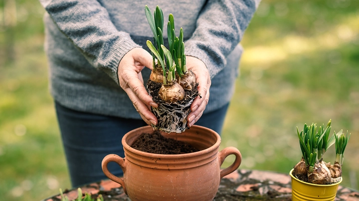 Frau pflanzt ausgetriebene Zwiebelblumen in kleinen Tontopf