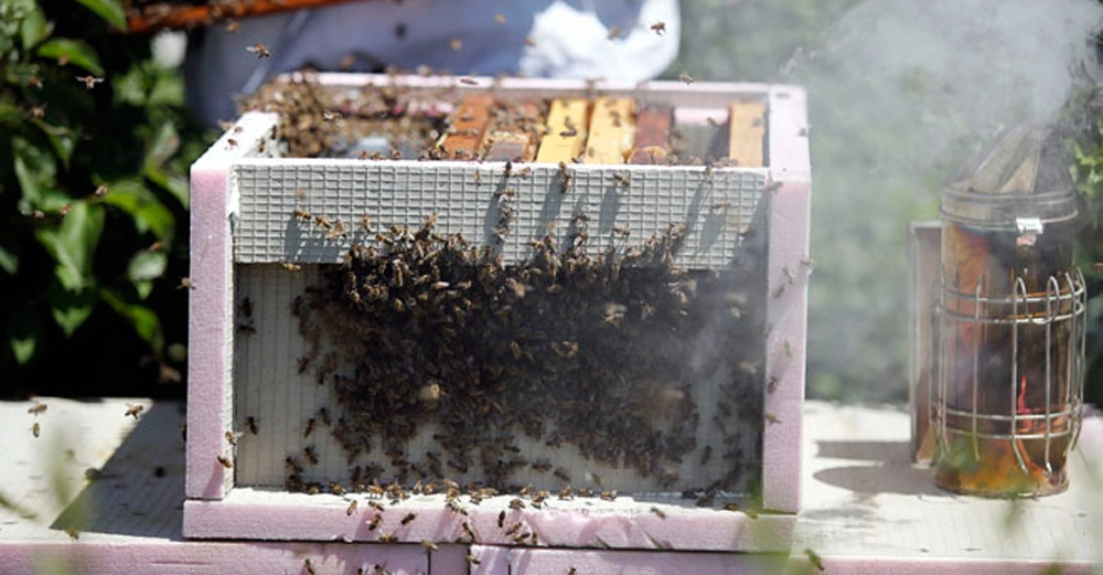 Bienenstock voller Bienen wird von Rauch aus einem Bienen-Smoker umhüllt im Hintergrund Pflanzen und eine Person in weißer Schutzkleidung
