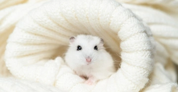 AdobeStock_1351380225 Kopie.jpg