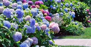Blaue rosafarbene und violette Hortensienblüten wachsen in einem Garten neben einem Gehweg und einem Gebäude mit Säulen und üppigem Grün im Hintergrund.