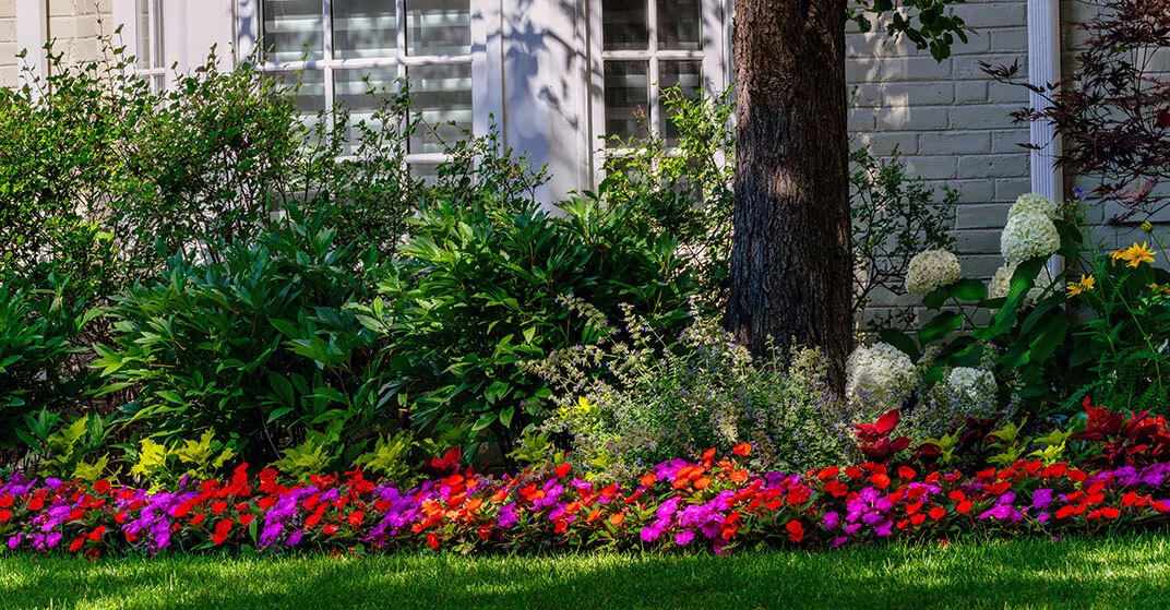 schattiger Garten mit wunderschöner Blumenrabatte, hohen Sträuchern und Haus im Hintergrund