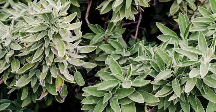 Grüne Blätter mit samtiger Textur wachsen dicht beieinander im Freien