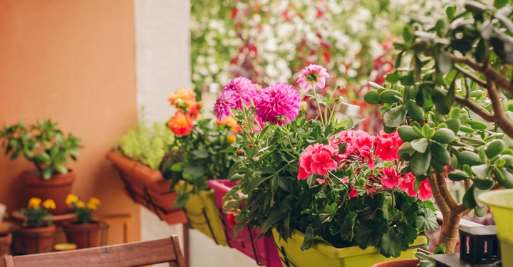 Bunte Blumentöpfe mit rosa und orangefarbenen Blumen blühen an einer Brüstung hängend auf einem Balkon mit Holzstühlen und grüner Vegetation im Hintergrund