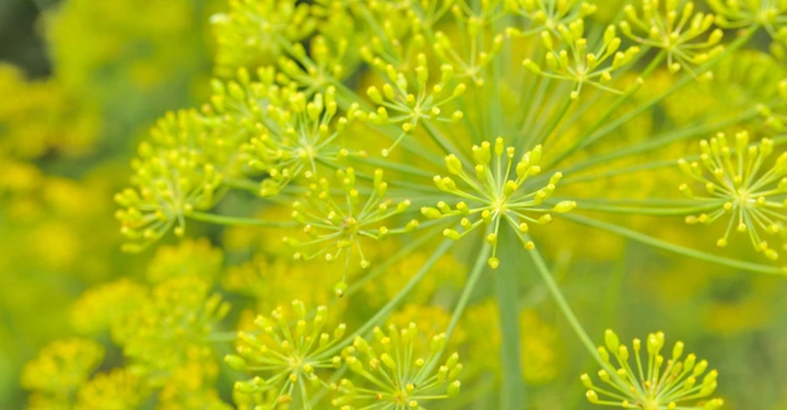 Gelbe Dillblüten entfalten ihre filigranen Blütendolden in der Nahaufnahme in einem Gartenumfeld mit grünem, verschwommenem Hintergrund.