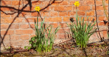 gelbe Narzissen wachsen an oranger Backsteinmauer im Frühling