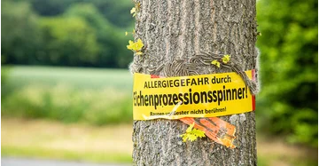 Der Stamm einer Eiche im Park, die von den haarigen Raupen des Eichenprozessionsspinners (EPS) befallen ist und mit einem gelben Warnband mit der Aufschrift: "Allergiegefahr durch Eichenprozessionsspinner, Raupen und Nester nicht berühren" markiert wurde.