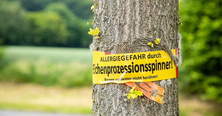 Der Stamm einer Eiche im Park, die von den haarigen Raupen des Eichenprozessionsspinners (EPS) befallen ist und mit einem gelben Warnband mit der Aufschrift: "Allergiegefahr durch Eichenprozessionsspinner, Raupen und Nester nicht berühren" markiert wurde.