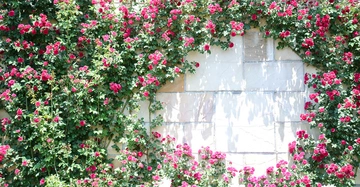 Rote Rosenblüten wachsen an einer Kletterpflanze die eine beige Steinmauer bedeckt.