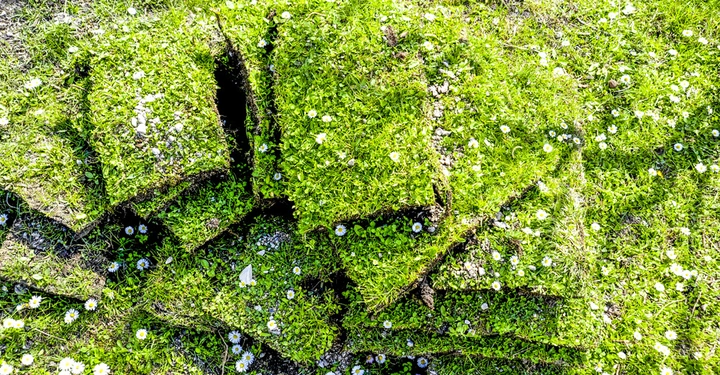 Grüne Grasblöcke aufgebrochen mit mehreren Rissen dazwischen kleine weiße Blüten sprenkeln die Oberfläche im Freien