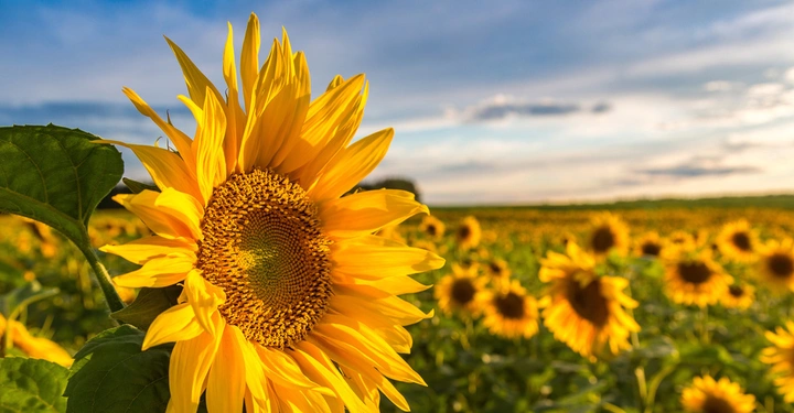 Galerie-Bild 2: Sonnenblume blüht in einem großen Feld unter bewölktem Himmel im Hintergrund weitere Sonnenblumen und weites grün-gelbes Land.