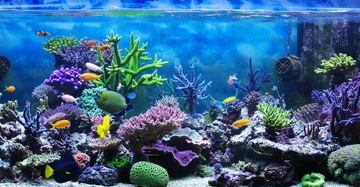 Bunte Fische schwimmen zwischen verschiedenen Korallenriffen in einem großen Aquarium mit klarem Wasser und blauem Hintergrund.