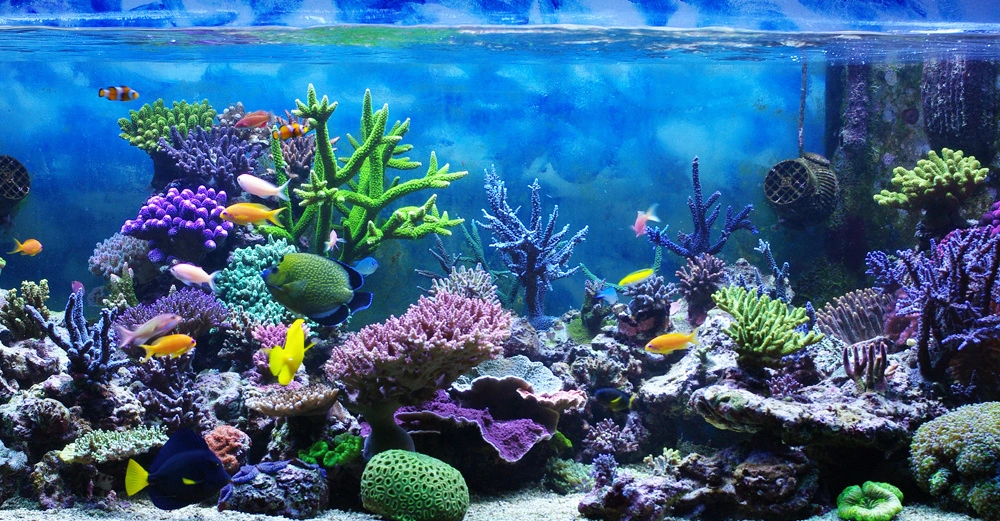 Bunte Fische schwimmen zwischen verschiedenen Korallenriffen in einem großen Aquarium mit klarem Wasser und blauem Hintergrund.