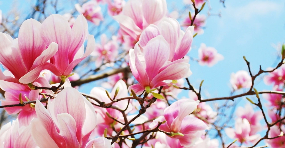 Rosa Magnolienblüten wachsen auf den Ästen eines Baumes im Frühling vor einem klaren blauen Himmel im Freien