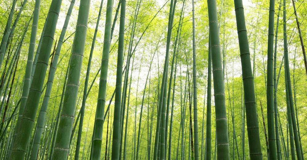 Hohe grüne Bambusstämme stehen dicht zusammen im Wald während das Licht durch das dichte Blätterdach scheint