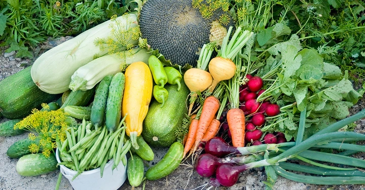 Verschiedene frisch geerntete Gemüsesorten wie Zucchini grüne Bohnen Gurken Karotten Radieschen Zwiebeln Paprika und ein Sonnenblumenkopf liegen auf einem Boden oder Gartenweg im Freien