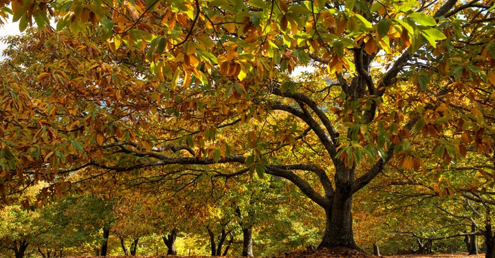 Galerie-Bild 3: Die Esskastanie bietet im Herbst einen majestätischen Anblick. Die Früchte sind auch als Maroni bekannt.