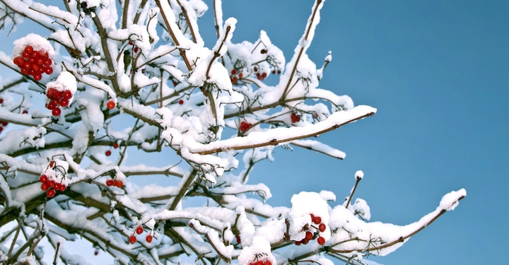 Schneebedeckter Ast trägt rote Beeren vor klarem blauen Himmel.