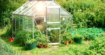 Ein Gewächshaus steht im Zentrum eines üppigen Gartens voller Pflanzen im Sommerlicht umgeben von Bäumen und Büschen sowie Töpfen und Beeten mit verschiedenen Gemüsesorten.