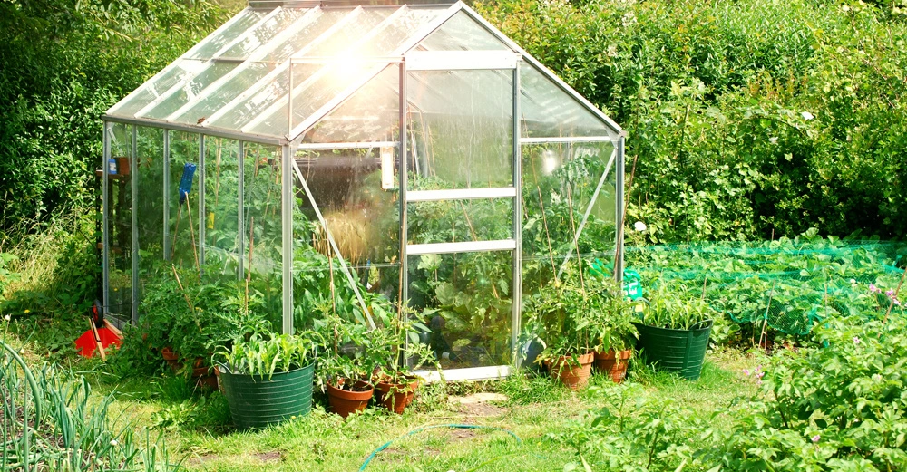 Ein Gewächshaus steht im Zentrum eines üppigen Gartens voller Pflanzen im Sommerlicht umgeben von Bäumen und Büschen sowie Töpfen und Beeten mit verschiedenen Gemüsesorten.