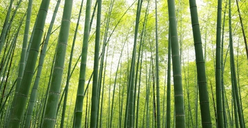 Hohe grüne Bambusstämme stehen dicht zusammen im Wald während das Licht durch das dichte Blätterdach scheint