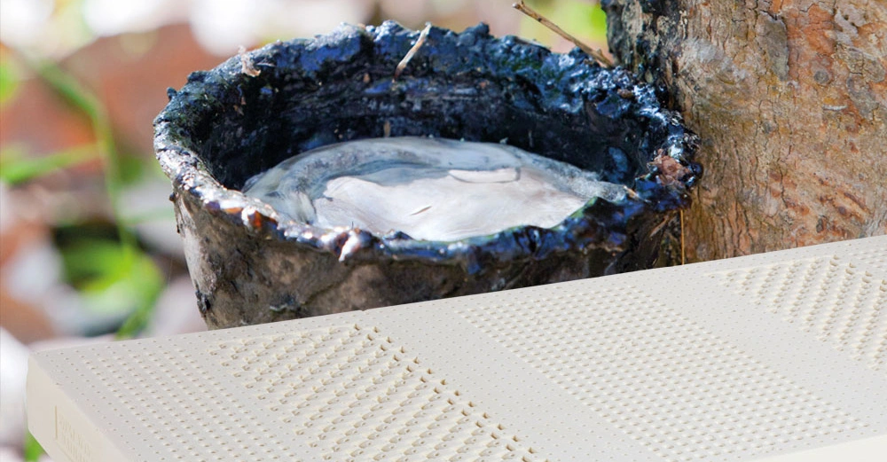 Schale aus Baumrinde sammelt weißen Latexsaft von angeschnittenem Baum während ein beigefarbener perforierter Gummi vorhanden ist natürliche Waldumgebung im Hintergrund sichtbar.