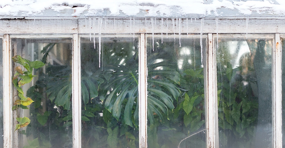Große grüne Blätter stehen hinter einem beschlagenen Glasfenster Eiszapfen hängen vom Rahmen oben draußen deutet Schnee auf kalte Bedingungen hin.