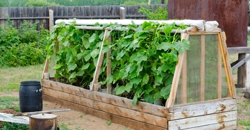 Hölzernes Hochbeet mit wachsenden Gurkenpflanzen draußen in einem Garten kontekt mit Holzzaun einer schwarzen Tonne einem Metallfass und Hintergrund von Bäumen und Bergen.