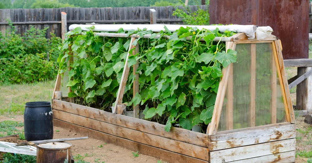 Hölzernes Hochbeet mit wachsenden Gurkenpflanzen draußen in einem Garten kontekt mit Holzzaun einer schwarzen Tonne einem Metallfass und Hintergrund von Bäumen und Bergen.