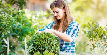 Frau tippt an einer Hecke in einem grünen Garten bei sonnigem Wetter mit unscharfem Gebäude im Hintergrund.