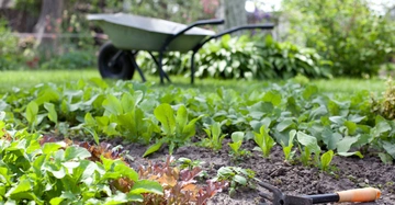 Eine Hacke liegt auf dem Boden in einem Gemüsegarten neben Pflanzen; im Hintergrund steht eine Schubkarre auf einer grünen Wiese.