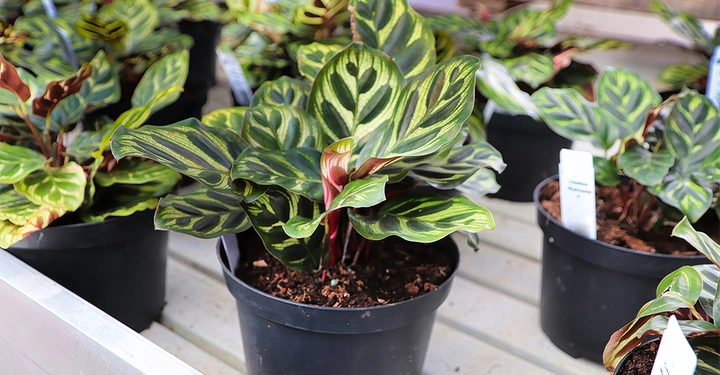 Galerie-Bild 5: Mehrere junge Calatheas in schwarzen Aufzuchttöpfen.
