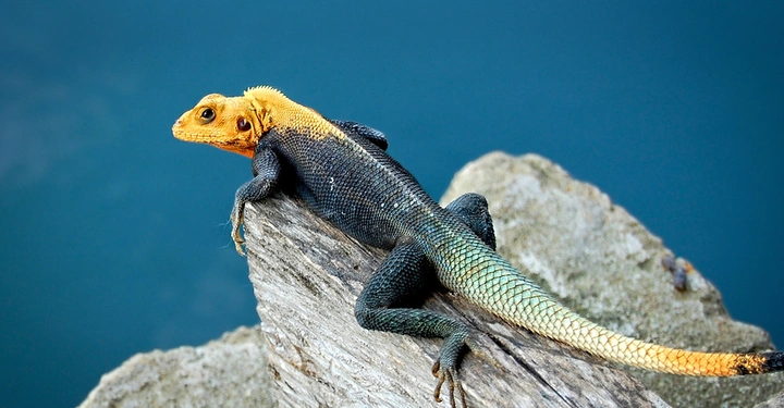 Eine Echse ruht auf einem Stück Holz in einer natürlichen Umgebung mit einem unscharfen blauen Hintergrund