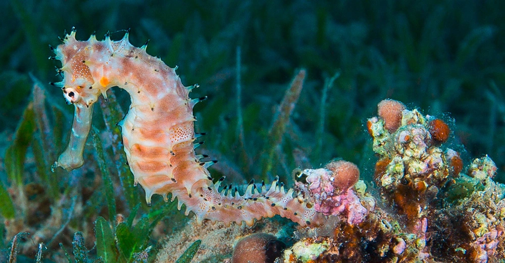 Seepferdchen schwimmt nahe einer Koralle in einer Unterwasserumgebung mit Grünalgen und dunklem Hintergrund.