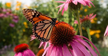 Brauner Schmetterling sitzt im Garten auf einer rosaroten Echinacea-Blüte