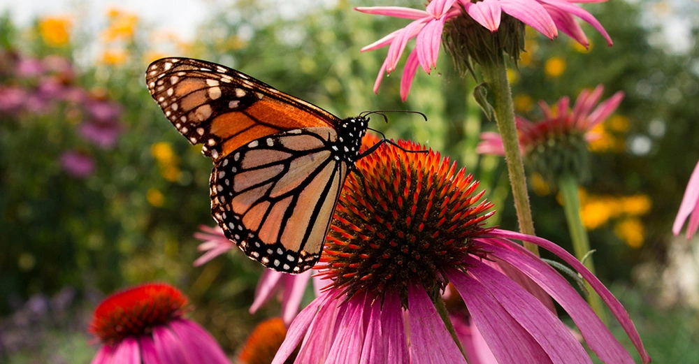 Brauner Schmetterling sitzt im Garten auf einer rosaroten Echinacea-Blüte