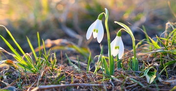 Zwei Schneeglöckchen sprießen aus dem Winterboden
