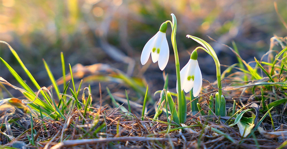 Zwei Schneeglöckchen sprießen aus dem Winterboden