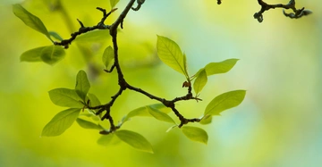 Ein Ast mit grünen Blättern hängt in der Luft vor einem weichen, unscharfen Hintergrund aus verschiedenen Grüntönen.