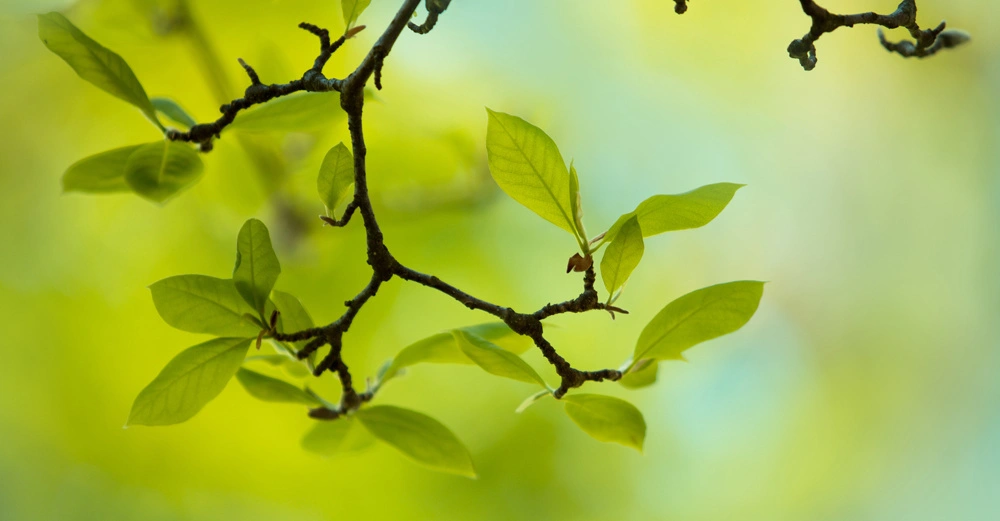 Ein Ast mit grünen Blättern hängt in der Luft vor einem weichen, unscharfen Hintergrund aus verschiedenen Grüntönen.