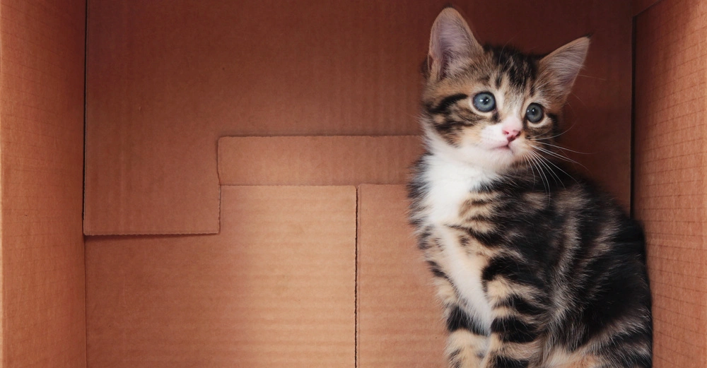 Kätzchen sitzt in einem Pappkarton und schaut nach rechts. Der Karton steht in einem leeren Raum.