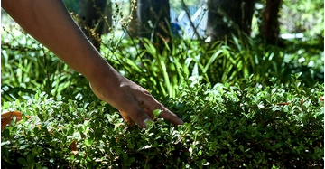 Bunte Blumen blühen in einem Garten mit grünem Gras im Vordergrund und dichtem Laub im Hintergrund.
