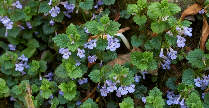 Gundermann violett blühend in Vogelperspektive auf Wiese